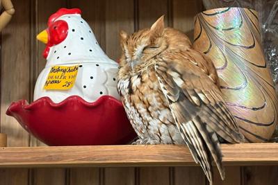 Owl On A Shelf