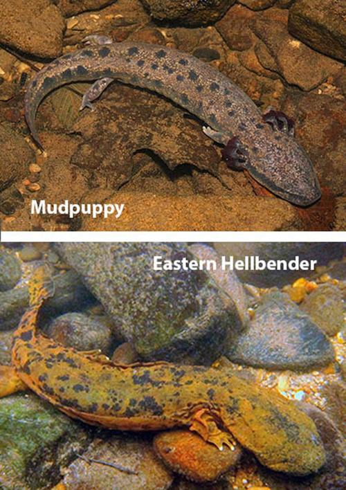 Mudpuppy-Hellbender-Photo-Composite-FINAL.jpg