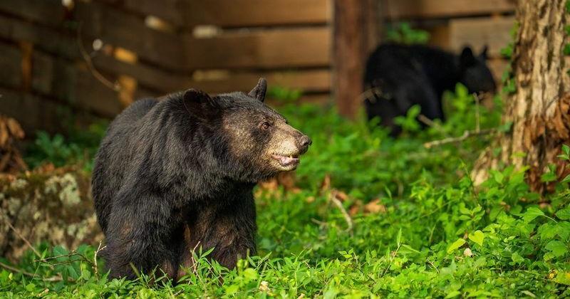 Campaign saves Asheville bear 'Dolly' from death. Here's what to know