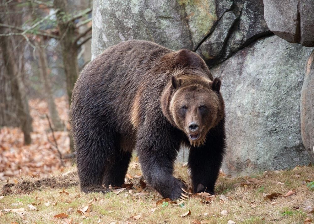 Ronan Grizzly FINAL.jpg