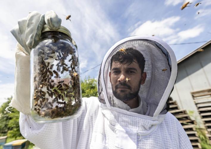 Honey Bees