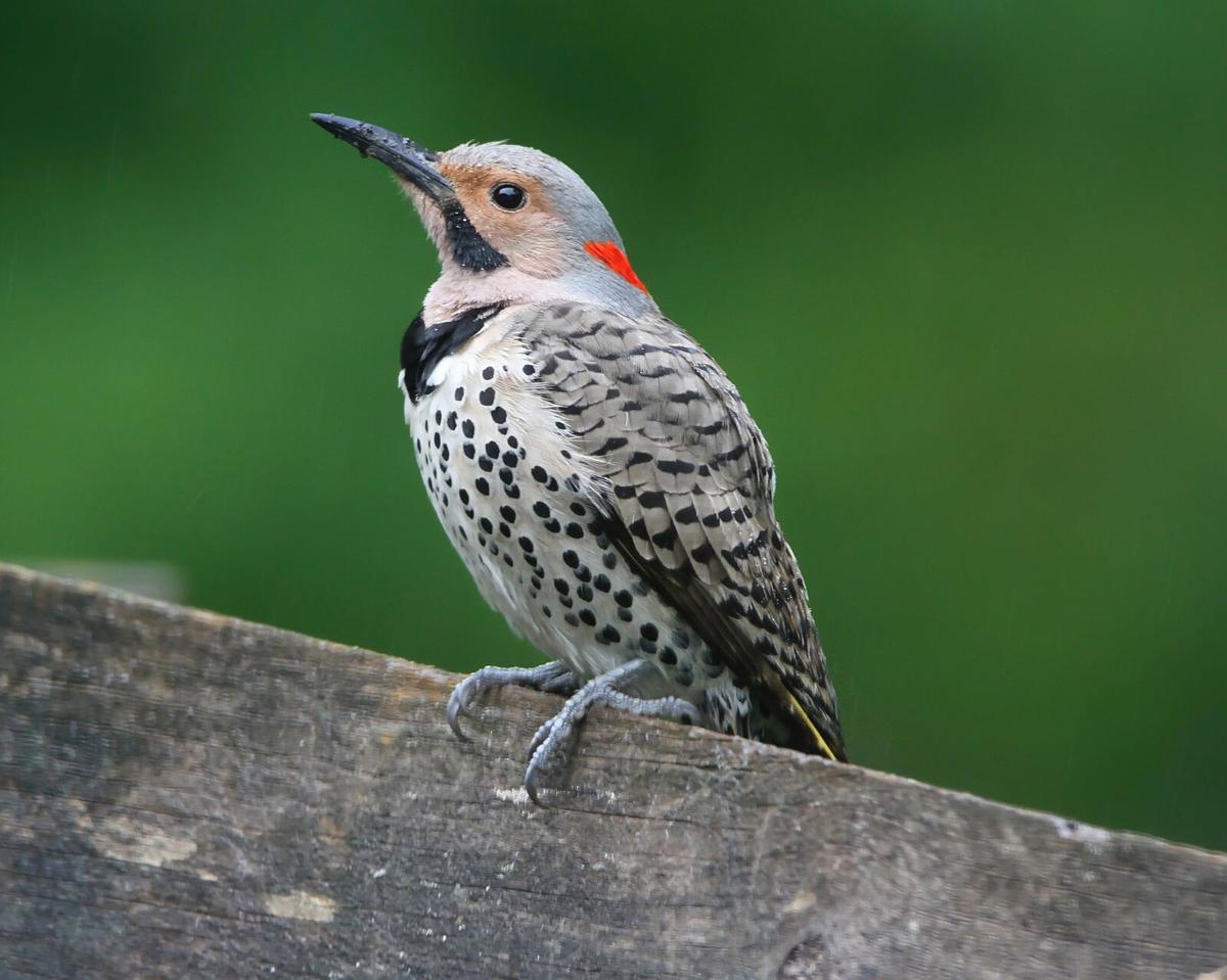 Northern Flicker.jpg
