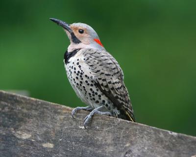 Northern Flicker.jpg