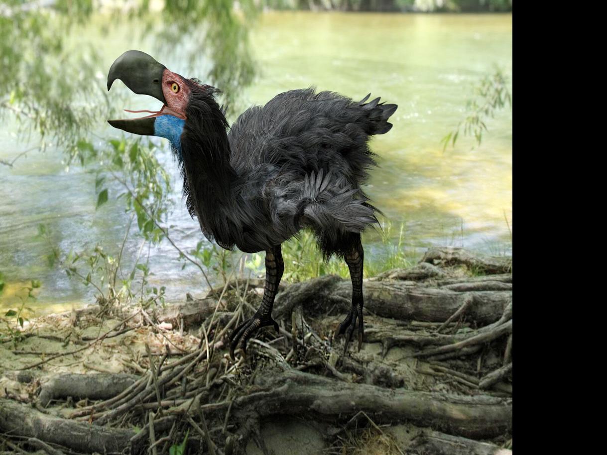 For The Birds Some Fearsome Bird Myths Grounded In Reality Local News Mcdowellnews Com