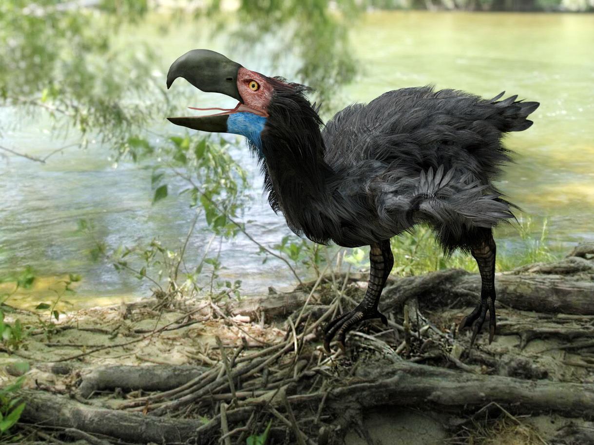 For The Birds Some Fearsome Bird Myths Grounded In Reality Local News Mcdowellnews Com For The Birds Some Fearsome Bird Myths Grounded In Reality Local News Mcdowellnews Com