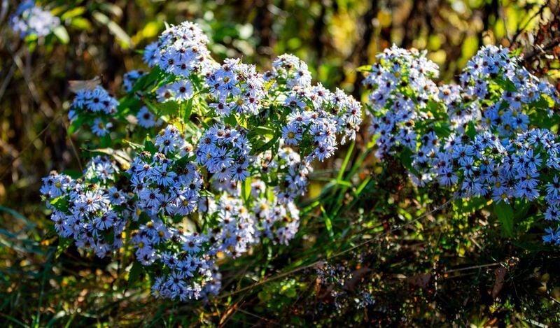 Purplestem aster grows near Craggy Gardens on Oct. 9, 2025.