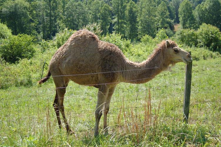 McDowell residents saddened by the loss of Zuli the camel