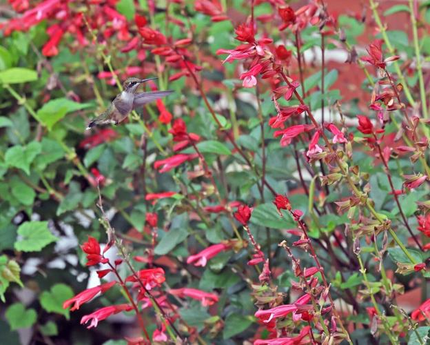 hummingbird1