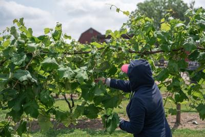 ‘There’s more of a hunker-down mentality’: WNY farms worry about ICE raids