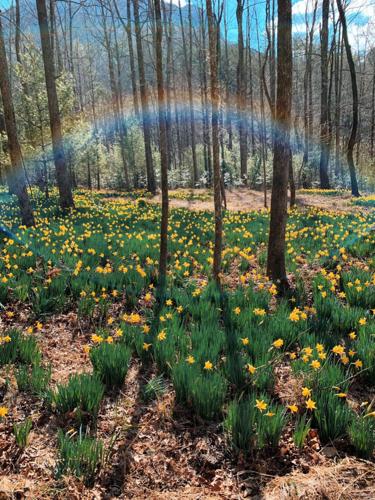 03xx21-mnh-news-daffodilflats (4).jpg