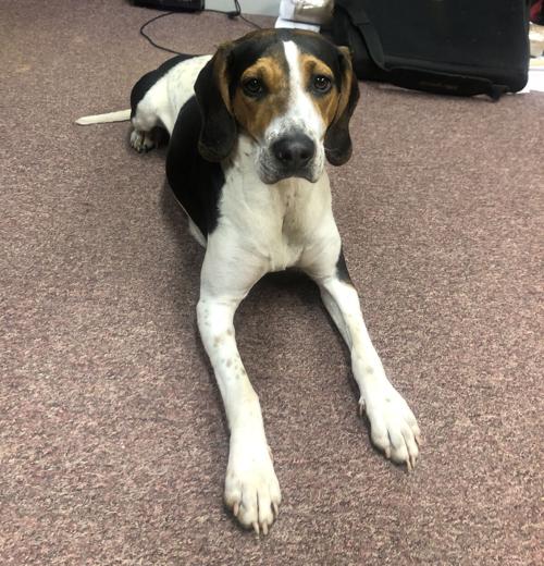 Is This Your Dog Hound Found In Marion Local News Mcdowellnews Com