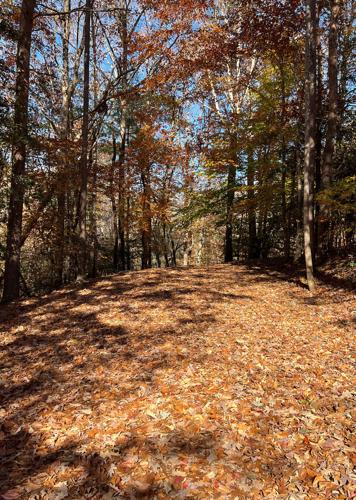 WNC Afield: Longing for level ground? This hike's for you