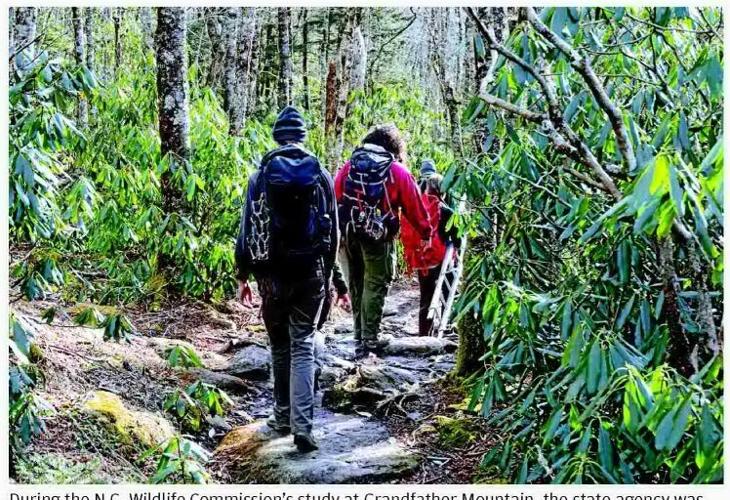 9 flying squirrels counted at Grandfather Mountain