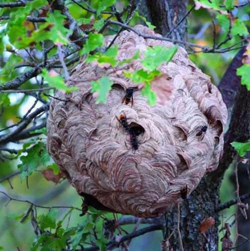 A yellow-legged hornet's nest found in 2025 in Bluffton, South Carolina, which is near Hilton Head Island.