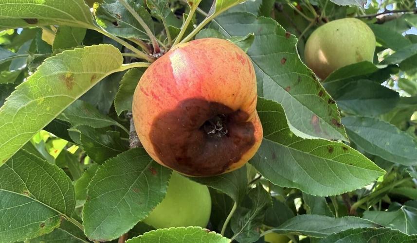 Apple Disease Update: Week of July 12, 2026