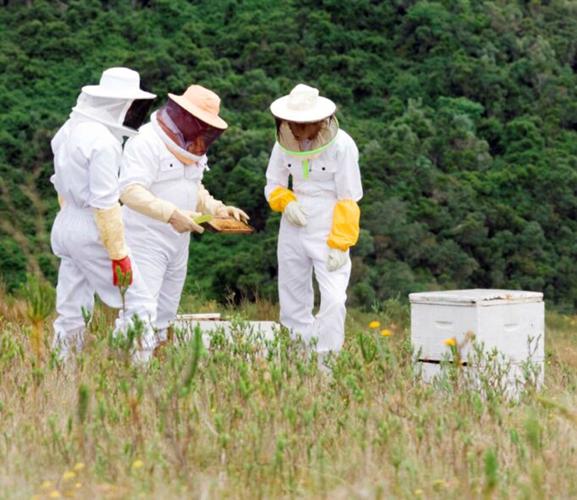 Free course about beekeeping starts Saturday