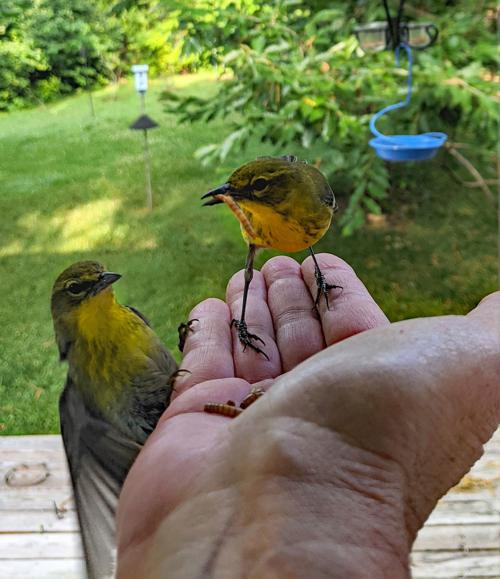 1 birds Petey and Petunia.jpg
