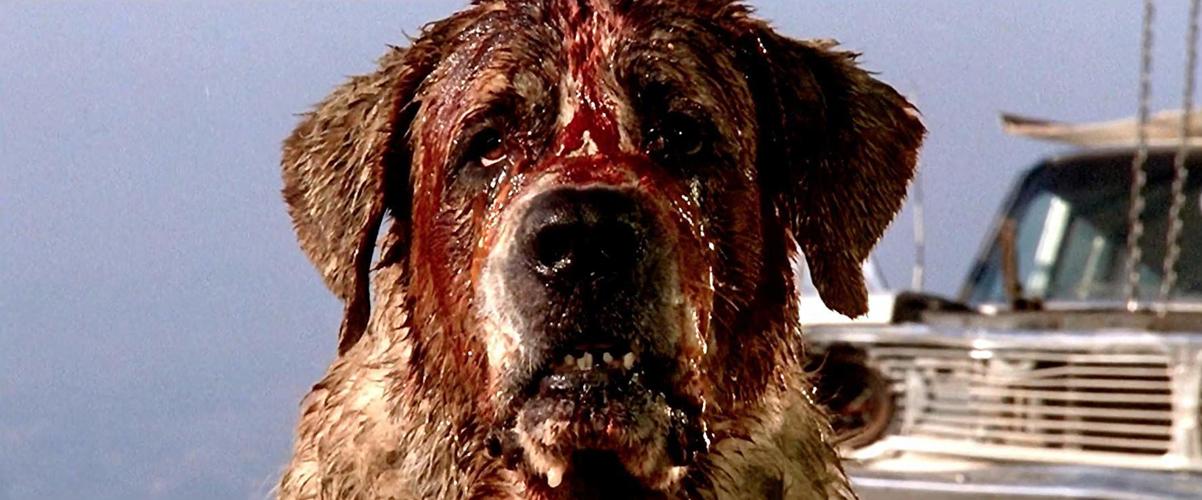 Cujo