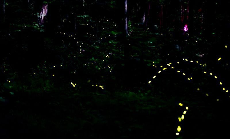 Fireflies flash during the synchronous firefly viewing at Elkmont Campground in Gatlinburg, Tenn., June 5, 2025.