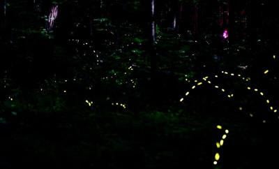Fireflies flash during the synchronous firefly viewing at Elkmont Campground in Gatlinburg, Tenn., June 5, 2025.