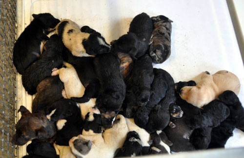 Burke animal control seizes 105 dogs