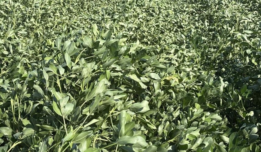 NC Crop Update 11 September 23 Peanut Notes No. 239 2026