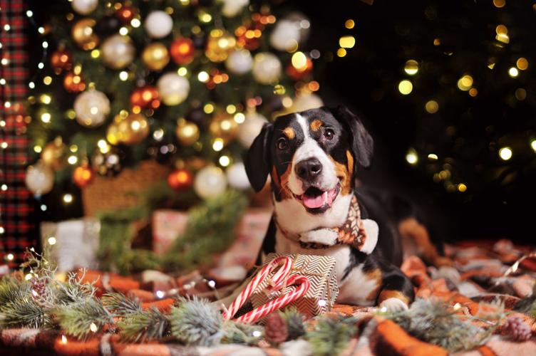 Holidays can be stressful for dogs. Here's how to tackle it