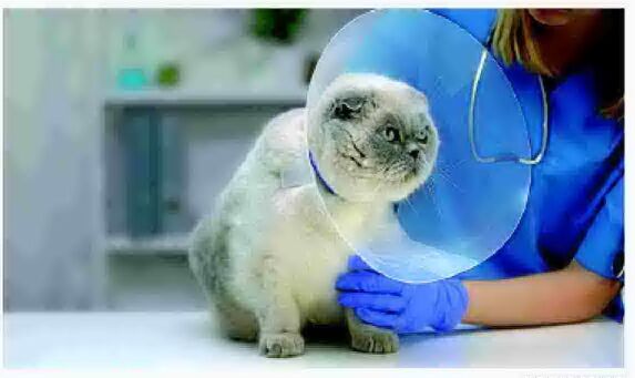 Sterilizing cats minus surgery