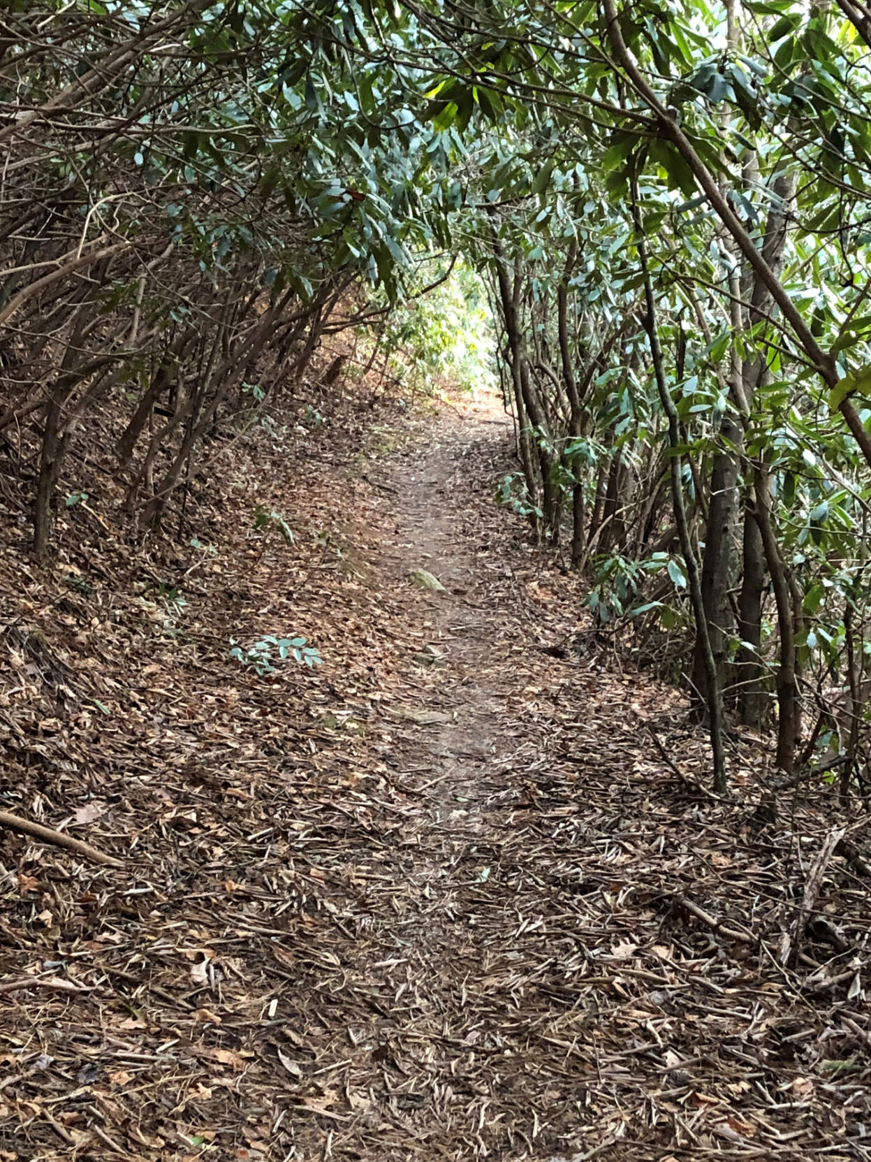 WNC Afield: Beaver Dam Trail a nice alternative to greenways
