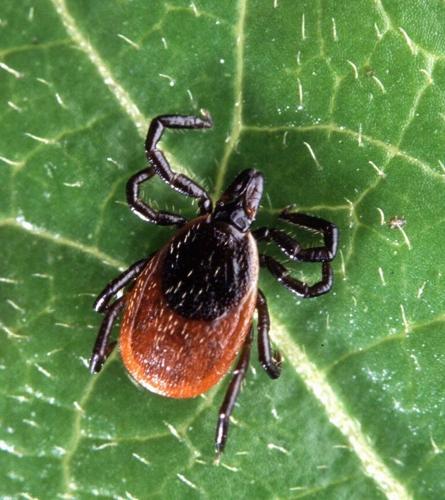 Deer tick.