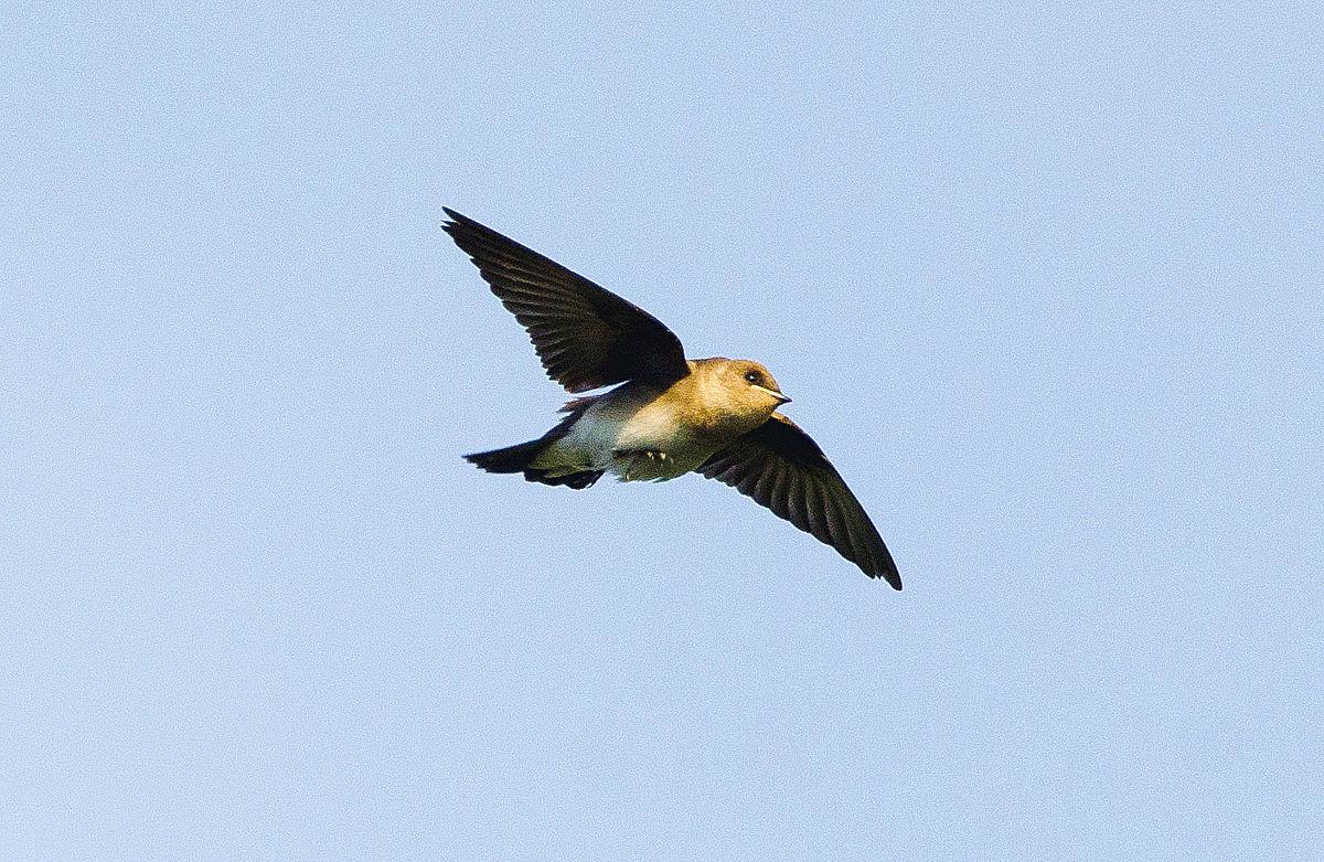 Chimney Swift