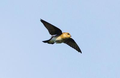 Chimney Swift