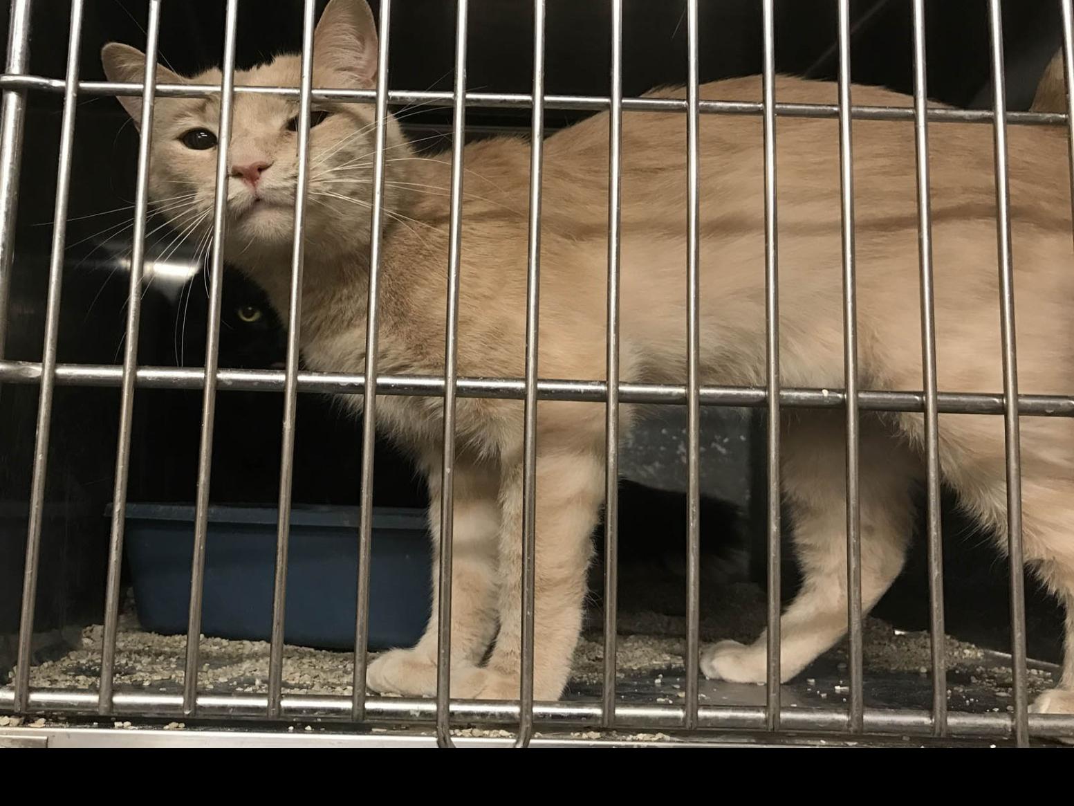 County Animal Shelter Hopes Rate Of Adoptions Will Continue To Increase Latest Headlines Mcdowellnews Com