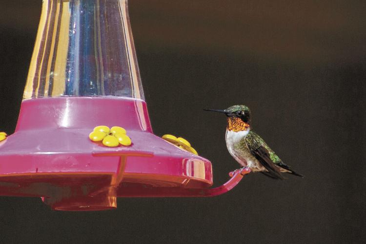 040622-mmn-nws-birds-p1.jpg