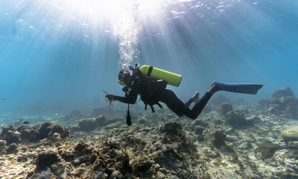Photos: Coral gardeners bring back Jamaica's reefs, piece by piece