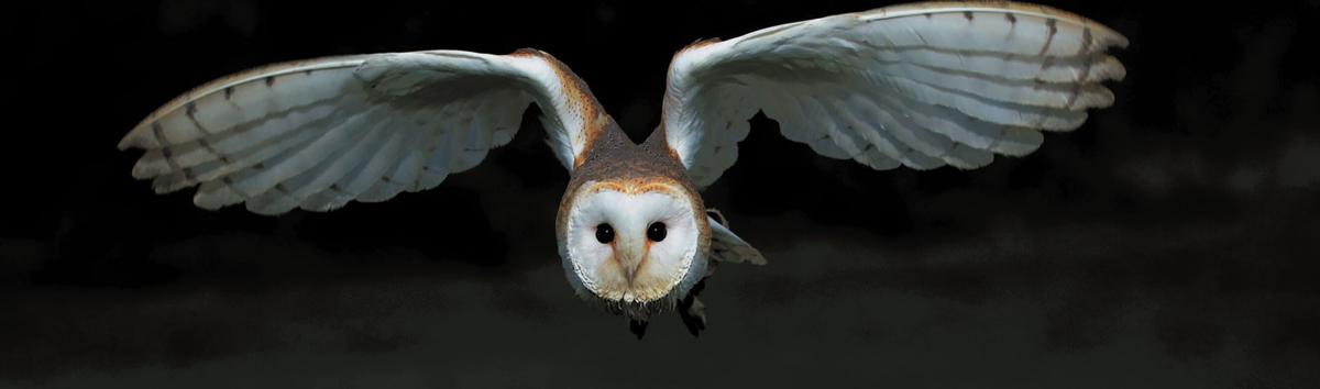 102021-mmn-nws-birds-p1.jpg