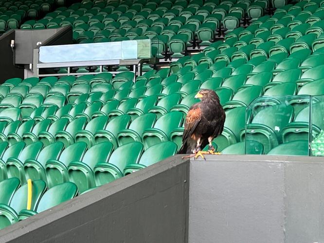 Rufus, the Harris hawk who patrols Wimbledon, often hops from seat to seat or perches to view Centre Court.