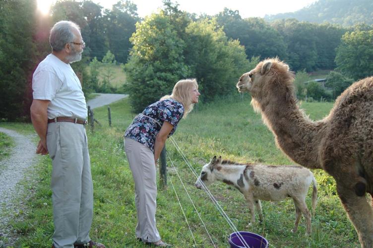 McDowell residents saddened by the loss of Zuli the camel