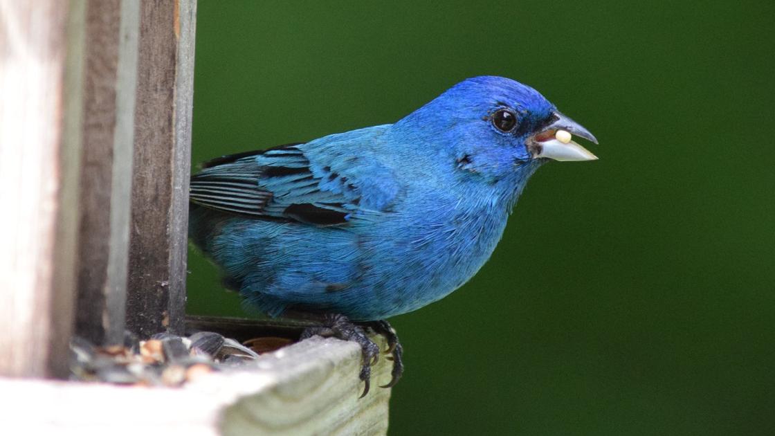 For The Birds Indigo Buntings Among Summer S Most Welcome Birds