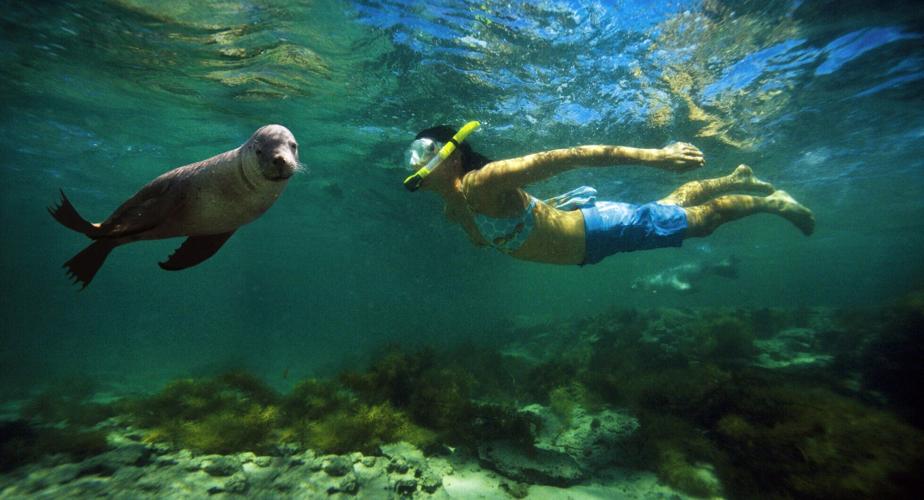 Swimming with sea lions in Baird Bay on the Eyre Peninsula, a wild and rugged area west of Adelaide.