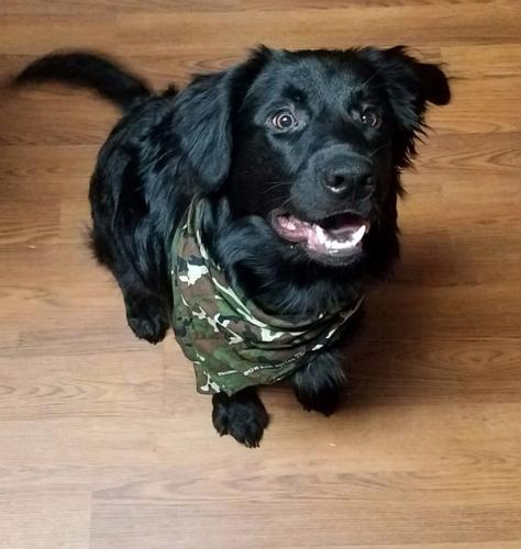 Search continues for missing animals following wreck on Old Fort Mountain