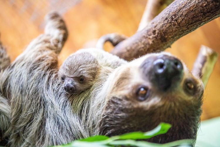 A baby sloth climbs over its mother. Sloths spend almost their whole lives in trees.