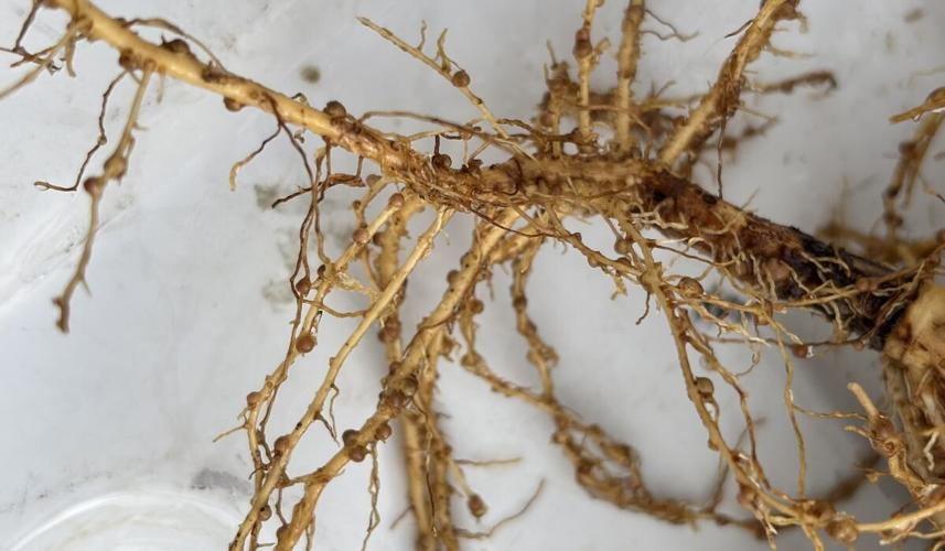Addressing Nitrogen Deficiency Peanut Notes No. 168 2026