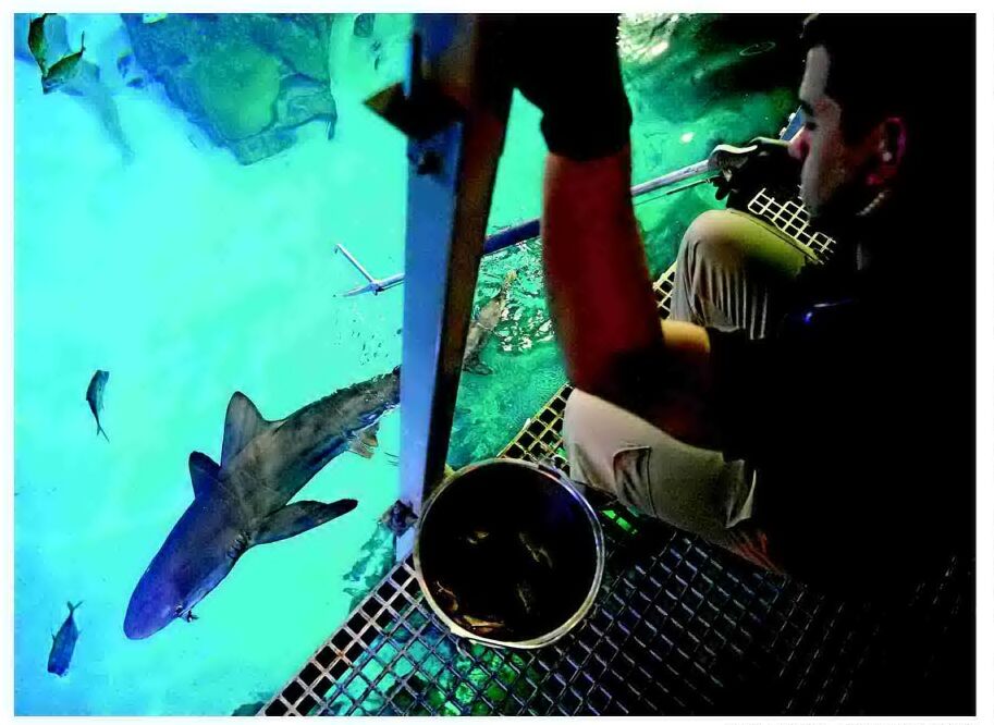 Sharks dine well at Las Vegas aquarium