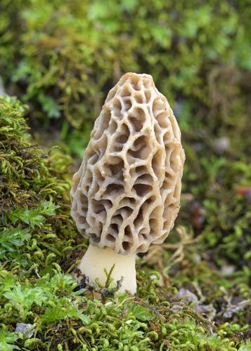 Morel1.jpg
