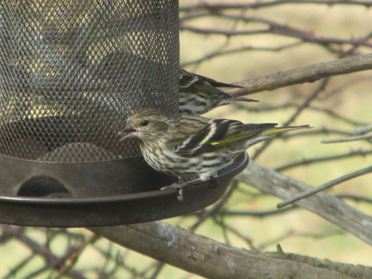 For The Birds Late Winter Brings First Pine Siskin Lifestyles Mcdowellnews Com