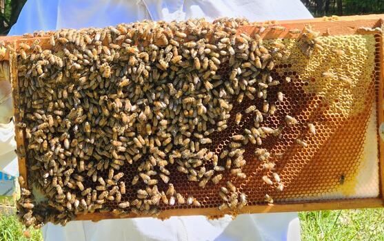 What Should I be doing in the Apiary this month? September