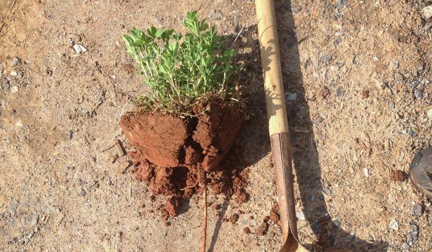 North Carolina continues winning streak at Southeastern Hay Contest