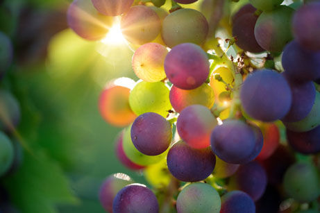 A de-vine time  September is N.C. Wine and Grape Month