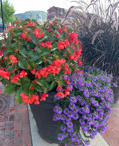 Looking ahead Marion 7.jpg